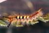 Orgyia antiqua